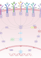 Common Gamma Chain (γc) Signaling Pathway