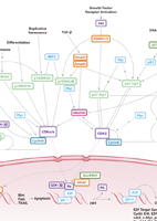 G1/S Checkpoint Pathway