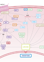 Ferroptosis Signaling Pathway