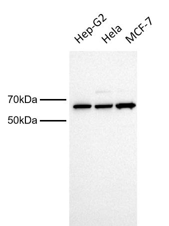 Anti-HSP60 Rabbit pAb