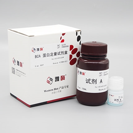 BCA蛋白定量试剂盒