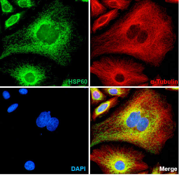 Anti-HSP60 Rabbit pAb