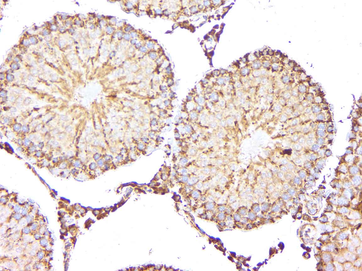 Anti-HSP60 Rabbit pAb