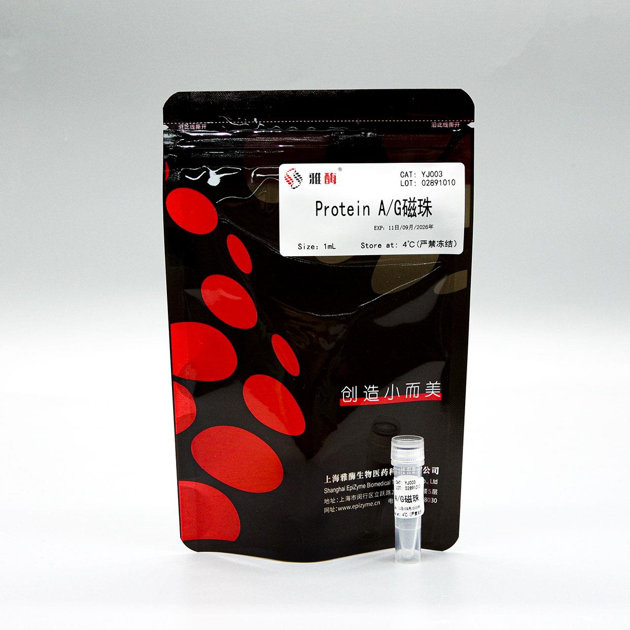 Protein A/G磁珠
