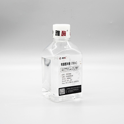 转膜缓冲液(10×)