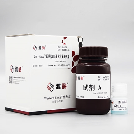 Omni-Easy™即用型BCA蛋白定量试剂盒