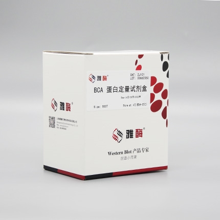 BCA蛋白定量试剂盒