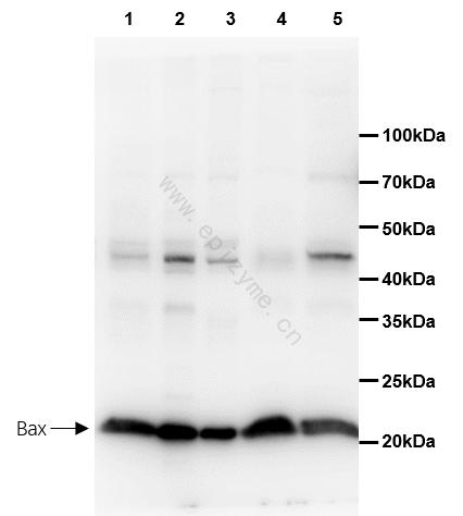 Anti-Bax Mouse mAb [11M61M02]