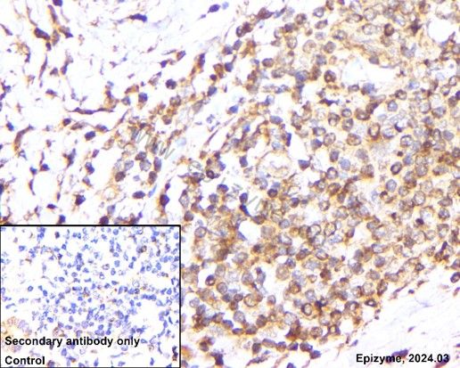 Anti-Bax Mouse mAb [11M61M02]