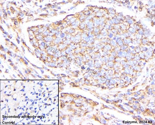 Anti-Bax Mouse mAb [11M61M02]