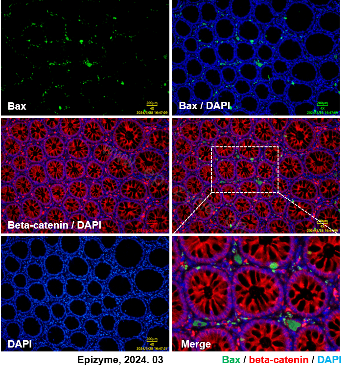 Anti-Bax Mouse mAb [11M61M02]