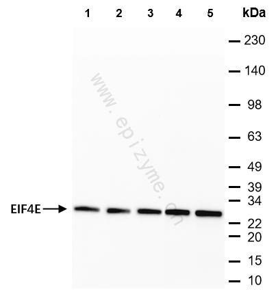 Anti-EIF4E Mouse mAb [36P68F22]