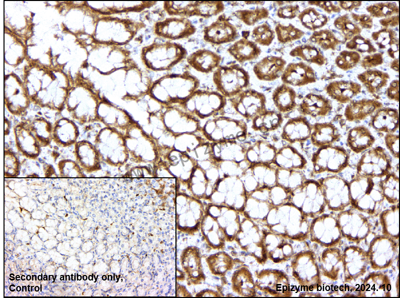 Anti-EIF4E Mouse mAb [36P68F22]