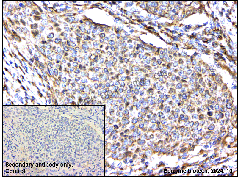 Anti-EIF4E Mouse mAb [36P68F22]