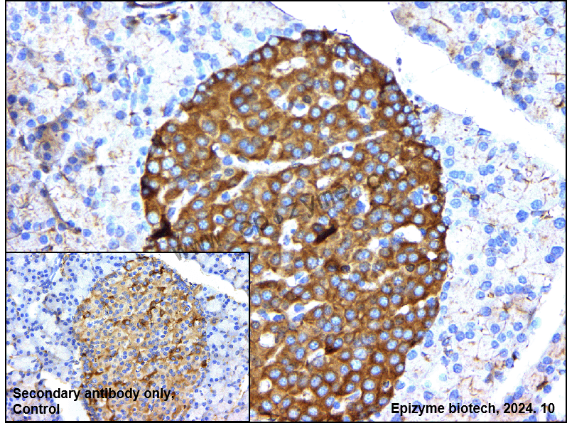 Anti-BRAF Mouse mAb [46I88A93]