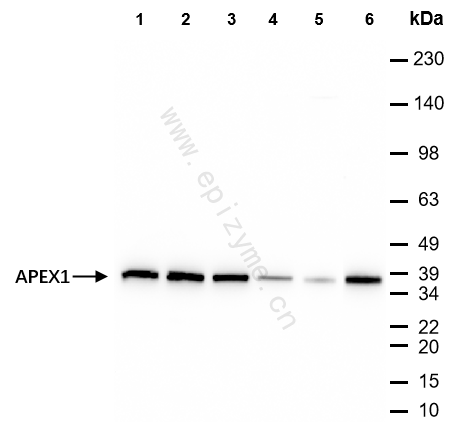 Anti-APEX1 Mouse mAb [79J80D56]