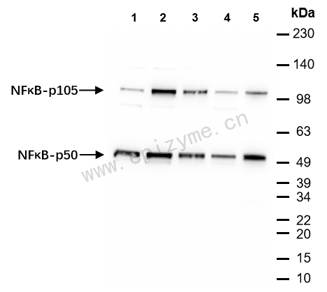 Anti-NF-KB p105/p50 Mouse mAb [99C88G11]