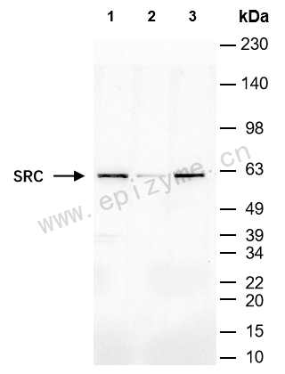 Anti-SRC Mouse mAb [69D77P19]