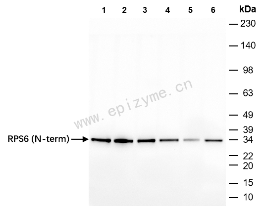 Anti-RPS6 Mouse mAb [24S77F57]