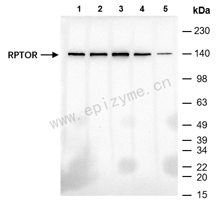 Anti-Raptor Mouse mAb [11I28K70]