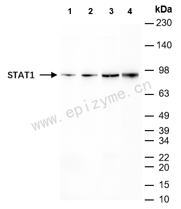 Anti-STAT1 Mouse mAb [37S70S39]