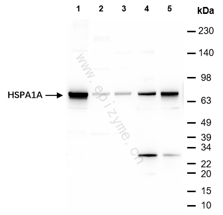 Anti-Hsp70 Mouse mAb [72Q64C01]