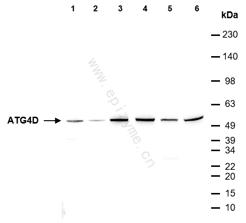 Anti-ATG4D Mouse mAb [74G68S88]