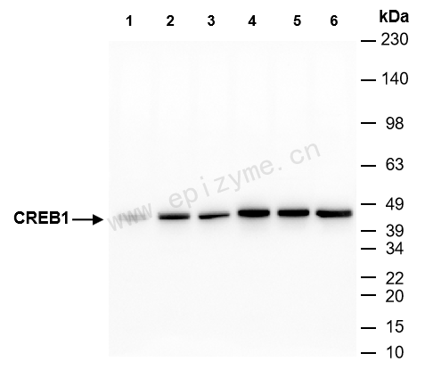 Anti-CREB1 Mouse mAb [12I90N95]