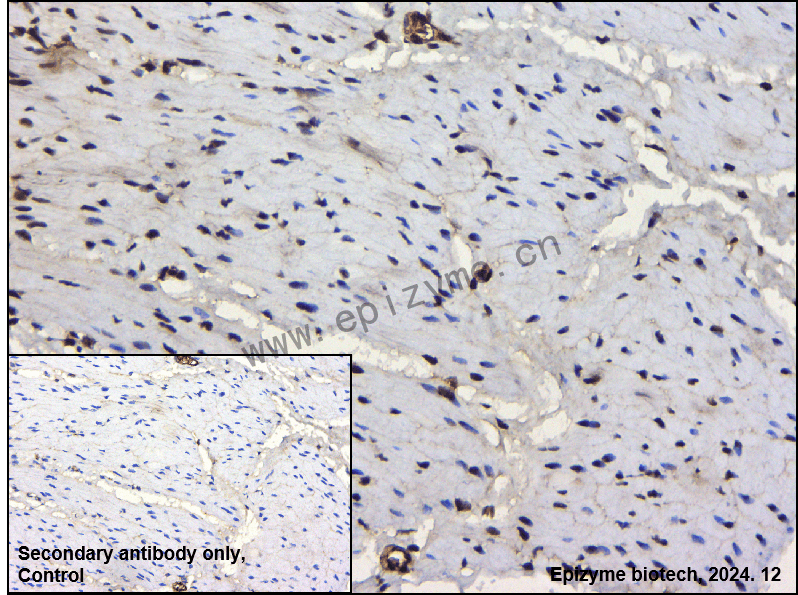 Anti-CREB1 Mouse mAb [12I90N95]