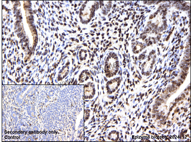 Anti-CREB1 Mouse mAb [12I90N95]