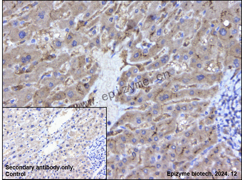 Anti-RAB20 Mouse mAb [35K23D51]