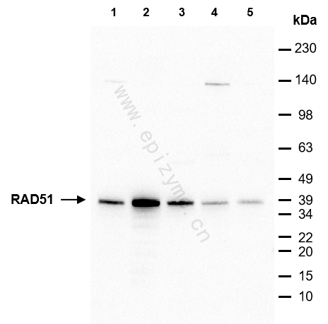 Anti-Rad51 Mouse mAb [36Q01I01]