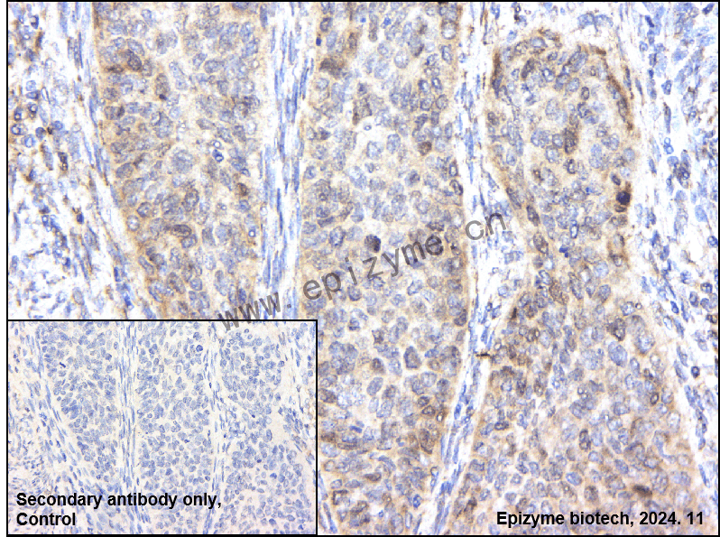 Anti-Rad51 Mouse mAb [36Q01I01]