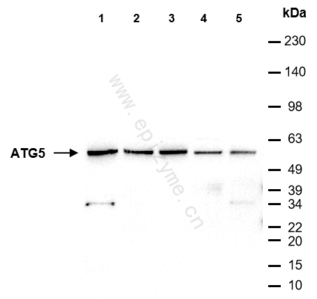 Anti-ATG5 Mouse mAb [66T71M49]
