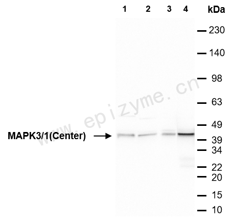 Anti-ERK1/2 Mouse mAb [72P52T83]