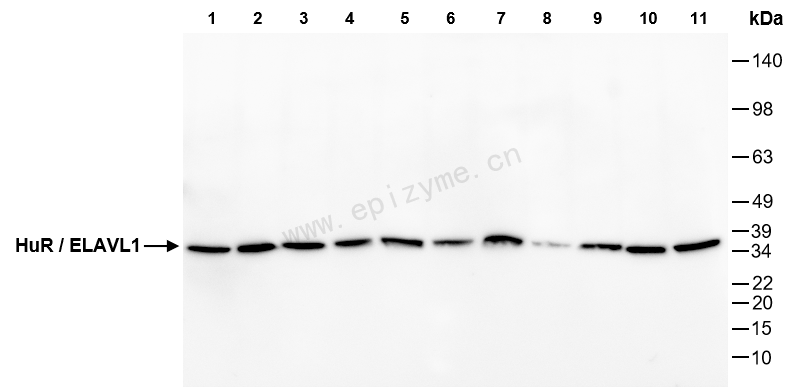 Anti-HuR/ELAVL1 Mouse mAb [85C77F16]