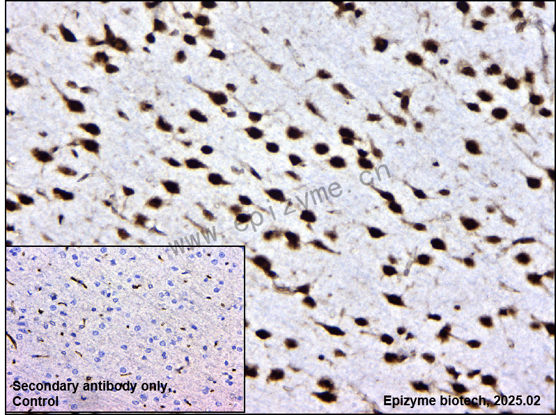 Anti-HuR/ELAVL1 Mouse mAb [85C77F16]