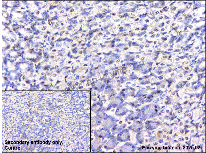 Anti-HuR/ELAVL1 Mouse mAb [85C77F16]