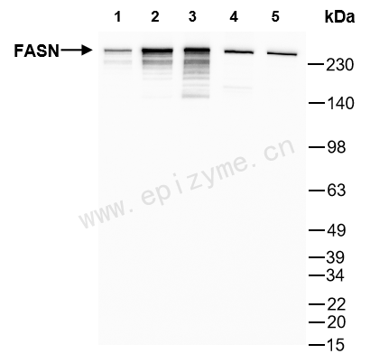 Anti-Fatty Acid Synthase Mouse mAb [39M66G65]