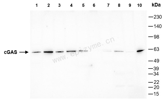 Anti-cGAS Mouse mAb [59H67Q23]