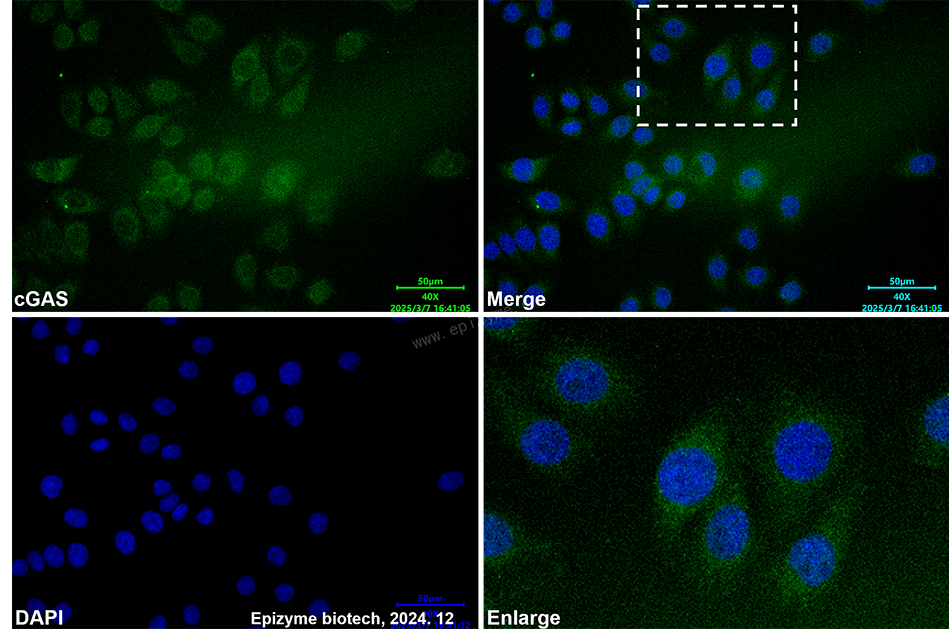 Anti-cGAS Mouse mAb [59H67Q23]