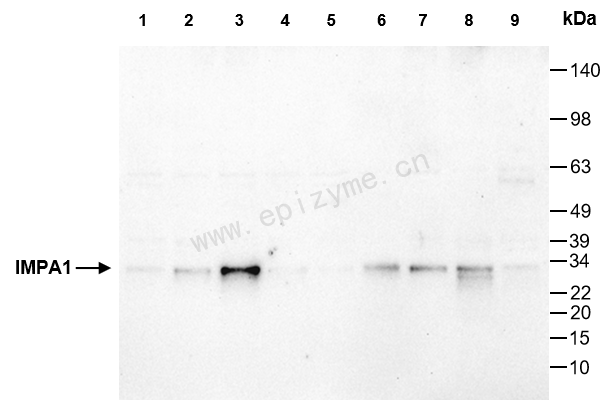 Anti-IMPA1 Mouse mAb [52T65Q05]