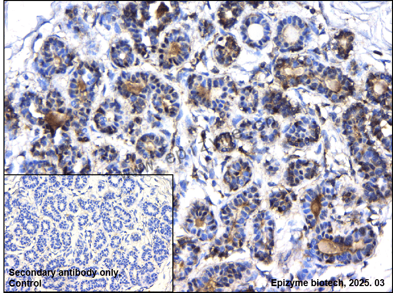 Anti-IMPA1 Mouse mAb [52T65Q05]