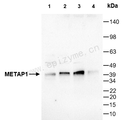 Anti-METAP1 Mouse mAb [80B09K66]