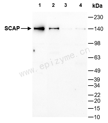 Anti-SCAP Mouse mAb [17D22K25]