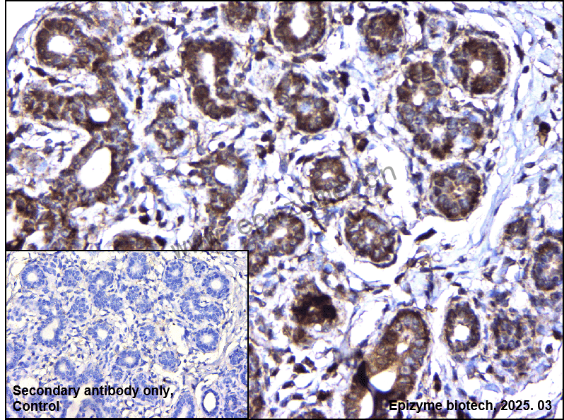 Anti-SCAP Mouse mAb [17D22K25]