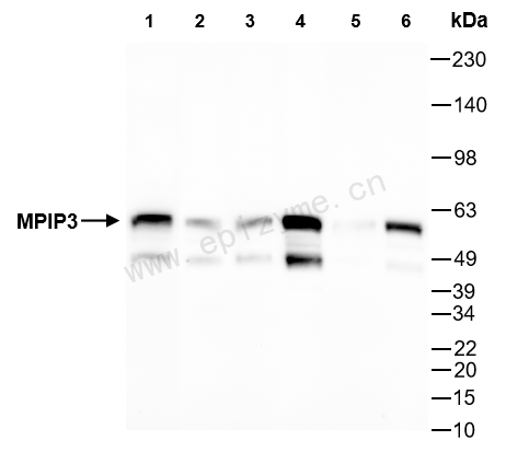 Anti-Cdc25C Mouse mAb [71H19H76]
