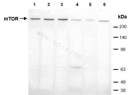 Anti-mTOR Mouse mAb [91K70Q97]