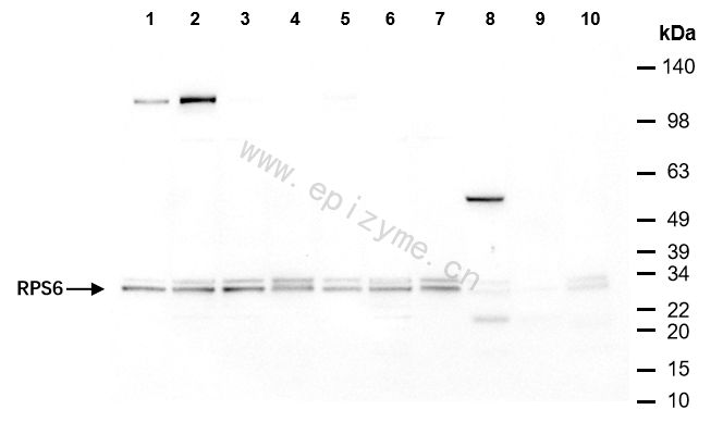 Anti-RPS6 Mouse mAb [19H63K06]