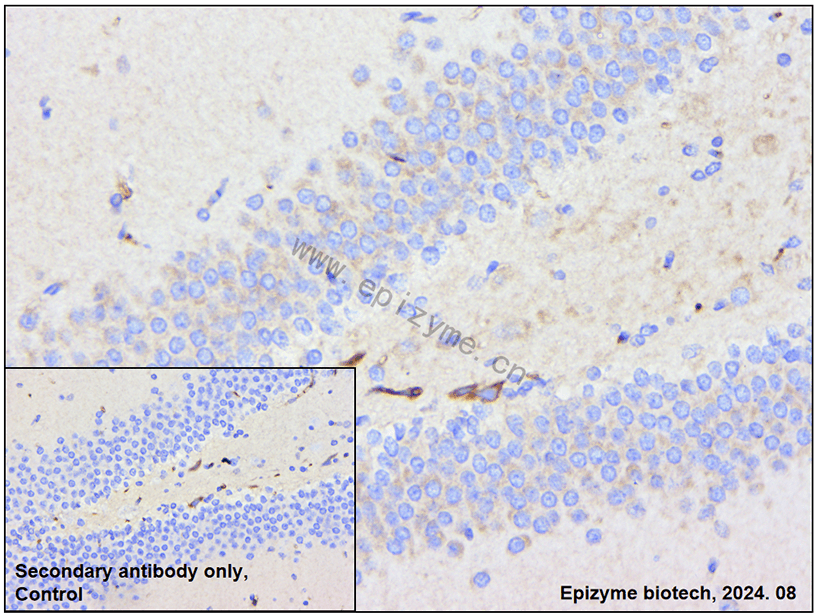 Anti-RPS6 Mouse mAb [19H63K06]